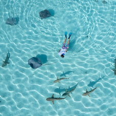 moorea ray
