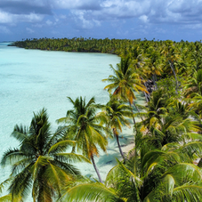 Les plages de Polynésie bordé de leurs palmiers