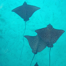 Raies nageant dans le lagon de Bora Bora 