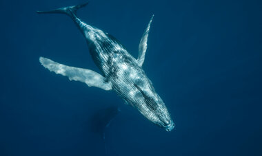 Diving Whales