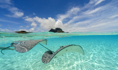 Stingrays