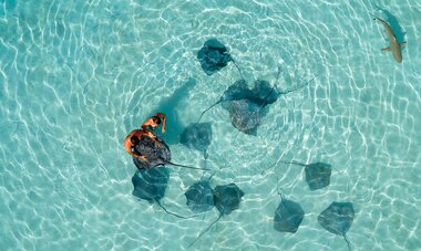 Moorea Ray Snorkeling
