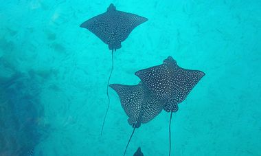 Raies nageant dans le lagon de Bora Bora 