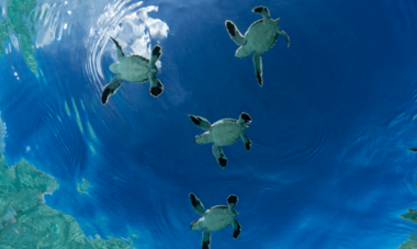 Te Mana O Te Moana Tortues marines Tortues marines dans le lagon Te Mana O te Moana
