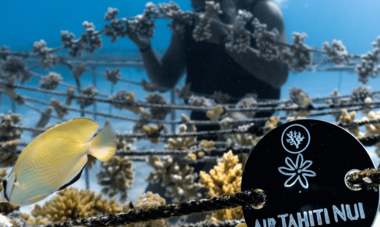 coral gardeners Noe Langronier coral gardeners Noe Langronier