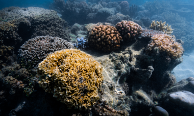 Coral Gardeners Interview Titouan Bernicot 5 Coral Gardeners coraux polynesie