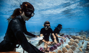 Coral Gardeners Interview Titouan Bernicot 6 Coral Gardeners nurserie de corail