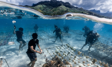 Coral Gardeners Interview Titouan Bernicot 4 Coral Gardeners jardiniers des mers