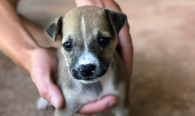 Chiot sauvé par l'association A Ti'a Matairea