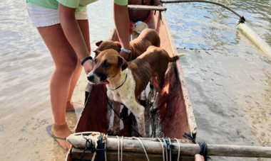 Chiens A Ti'a Matairea