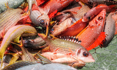 POISSON TAHAA ©STEPHANE MAILION POISSON DANS UN FILET