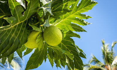 Photo du fruit de l'arbre à pain (uru)