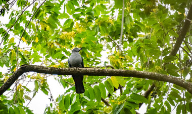 Oiseau sur son arbre