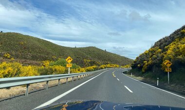 La route entre Taupo et Napier, bordée de genêts © SMILE