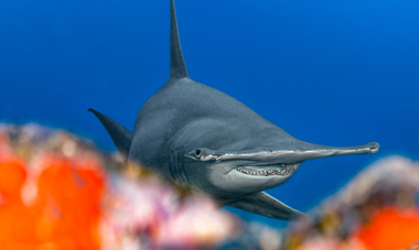Gombessa Expedition Tamataroa requin marteau