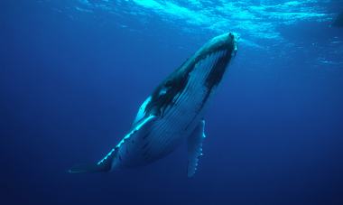 Mata Tohora baleine à Tahiti
