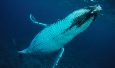 Mata Tohora baleine à bosse