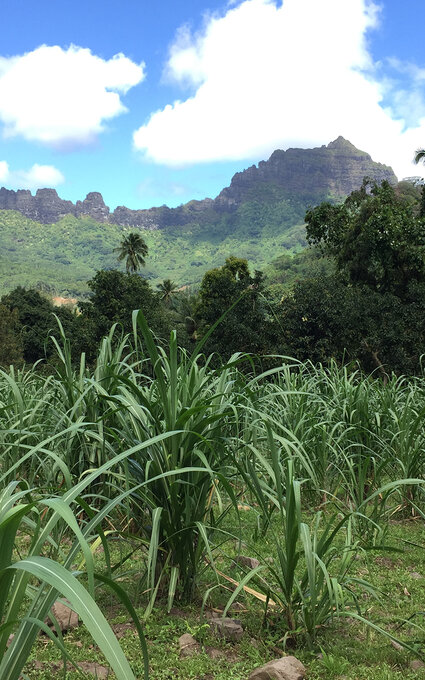 Mont Rotui - Manutea plantation 