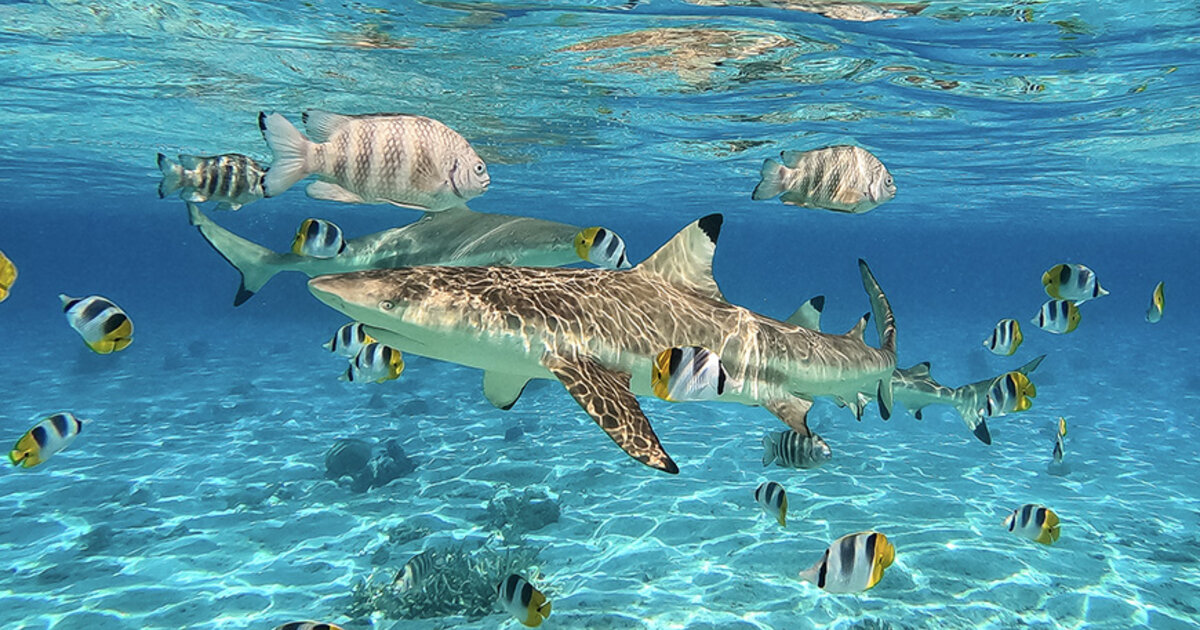 Plongée et snorkeling